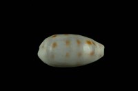 藏品(緞帶寶螺)的圖片